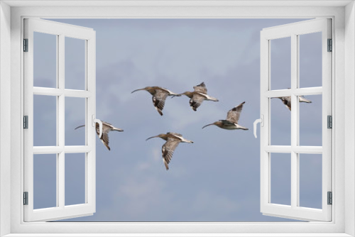 Fototapeta Naklejka Na Ścianę Okno 3D - Flock of Curlews flying over