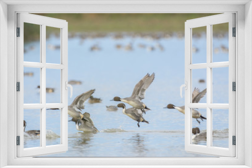Fototapeta Naklejka Na Ścianę Okno 3D - Northern Pintail  Ducks landing on water