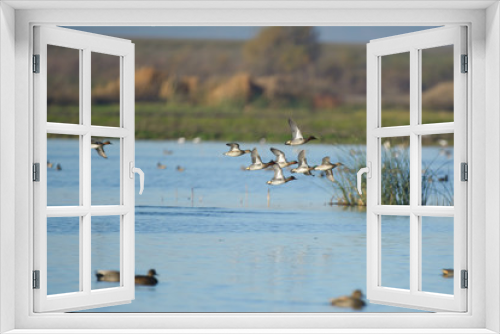 Fototapeta Naklejka Na Ścianę Okno 3D - Ducks flying above blue lake