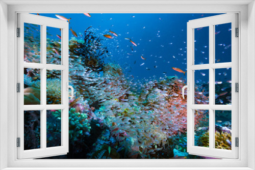 Fototapeta Naklejka Na Ścianę Okno 3D - Tropical Coral Reef Underwater Landscape