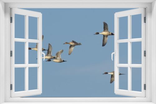 Fototapeta Naklejka Na Ścianę Okno 3D - Ducks' migration flying in sky
