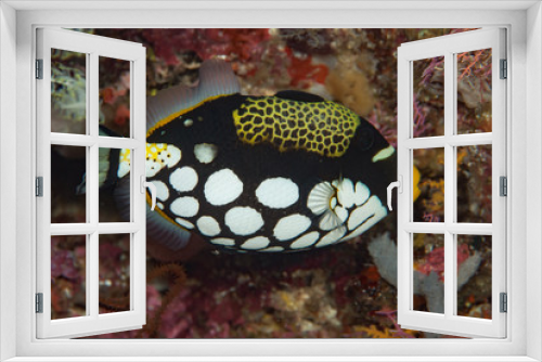 Fototapeta Naklejka Na Ścianę Okno 3D - Clown triggerfish Balistoides conspicillum