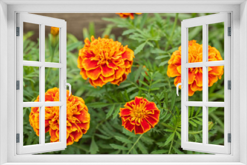 Fototapeta Naklejka Na Ścianę Okno 3D - Village. Rural. Garden. Beautiful flowers Marigold in the flowerbed.