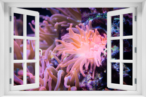 Fototapeta Naklejka Na Ścianę Okno 3D - Heteractis magnifica, Colored long tentacle Anemone
