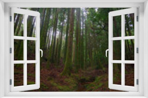 Fototapeta Naklejka Na Ścianę Okno 3D - Spruce Tree Forest, Sunbeams through Fog illuminating Moss and Fern Covered Forest Floore