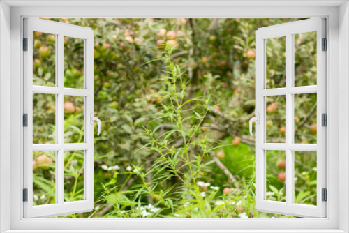 Fototapeta Naklejka Na Ścianę Okno 3D - Green bush of medical cannabis in apple garden on sunny day.