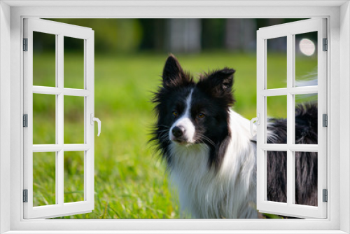 Fototapeta Naklejka Na Ścianę Okno 3D - Young energetic dog on a walk.  Border Collie. Sunstroke, health of pets in the summer.  How to protect your dog from overheating.Training of dogs.  Whiskers, portrait, closeup. Enjoying, playing 