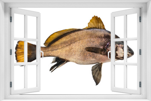 Fototapeta Naklejka Na Ścianę Okno 3D - Live fresh fish isolated on white with clipping path