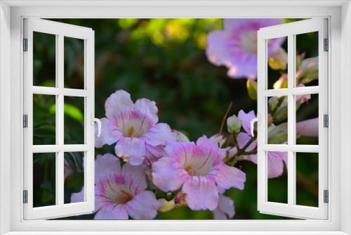 Fototapeta Naklejka Na Ścianę Okno 3D - Family of flowers