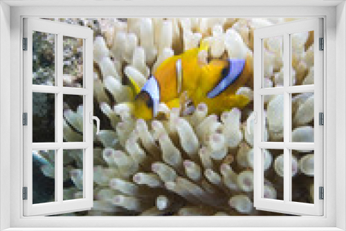Fototapeta Naklejka Na Ścianę Okno 3D - Red sea anemone fish