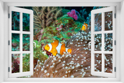 Fototapeta Naklejka Na Ścianę Okno 3D - A family of cute False Clownfish in their home on a tropical coral reef