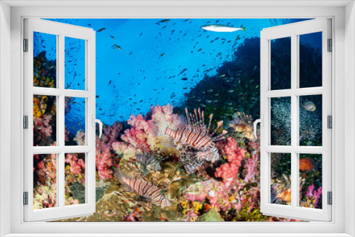 Fototapeta Naklejka Na Ścianę Okno 3D - Colorful Lionfish hunting on a tropical coral reef