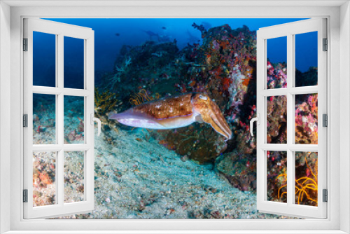 Fototapeta Naklejka Na Ścianę Okno 3D - A beautiful Pharaoh Cuttlefish on a tropical coral reef