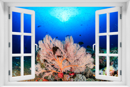 Fototapeta Naklejka Na Ścianę Okno 3D - Beautiful, colorful soft corals and tropical fish on an asian coral reef