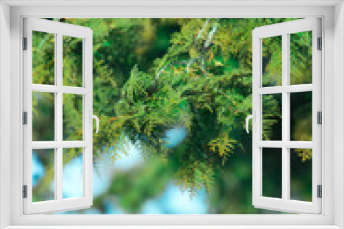 Fototapeta Naklejka Na Ścianę Okno 3D - Green pine branches on the nature
