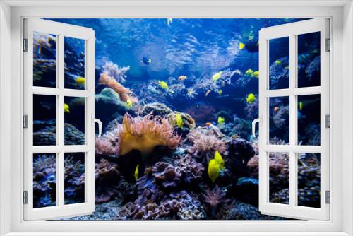 Fototapeta Naklejka Na Ścianę Okno 3D - beautiful underwater world