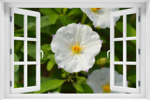 Fototapeta Naklejka Na Ścianę Okno 3D - White potato bush White Charles