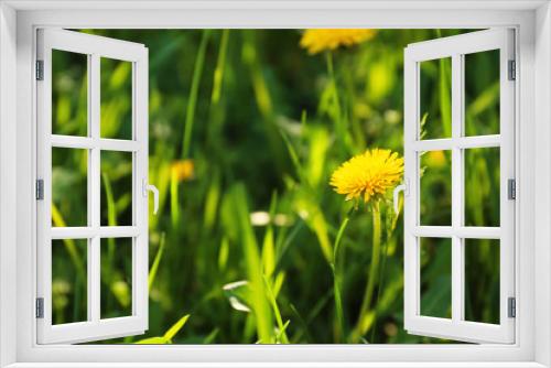 Fototapeta Naklejka Na Ścianę Okno 3D - Beautiful dandelion on spring day