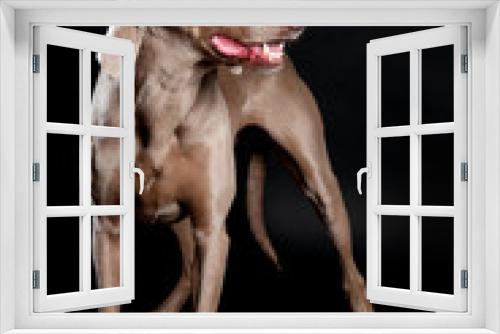 Fototapeta Naklejka Na Ścianę Okno 3D - Weimaraner Hund