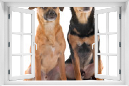 Fototapeta Naklejka Na Ścianę Okno 3D - two cute mixed breed dog sitting in line