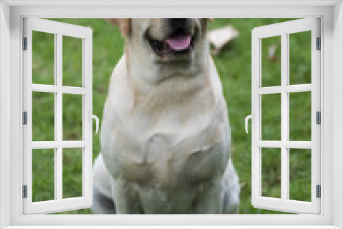 Fototapeta Naklejka Na Ścianę Okno 3D - Labrador Retriever dog in green field