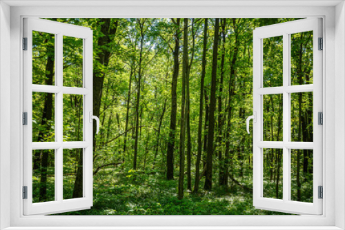 Fototapeta Naklejka Na Ścianę Okno 3D - summer road through deciduous green forest 