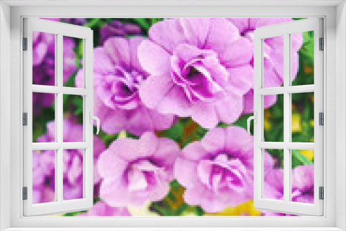 Fototapeta Naklejka Na Ścianę Okno 3D - Purple Mirabilis jalapa or The Four o Clock Flower.