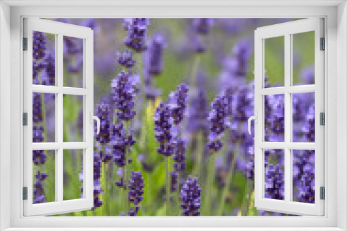 Fototapeta Naklejka Na Ścianę Okno 3D - Lavender flowers blooming in the garden, beautiful lavender field.