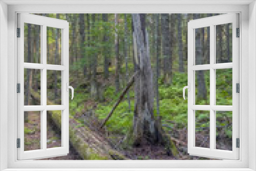 Fototapeta Naklejka Na Ścianę Okno 3D - Sullivan County forest