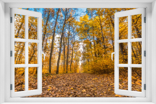 Fototapeta Naklejka Na Ścianę Okno 3D - Path in the forest, autumn landscape, nature scenery with yellow trees and fallen leaves