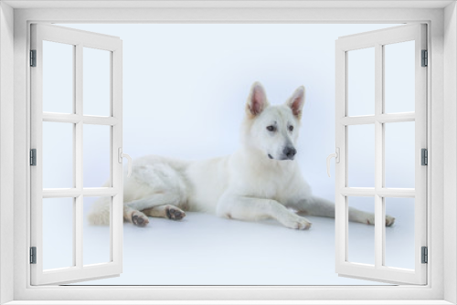 Fototapeta Naklejka Na Ścianę Okno 3D - A big white dog is sitting in a proud manner on the floor in the studio.