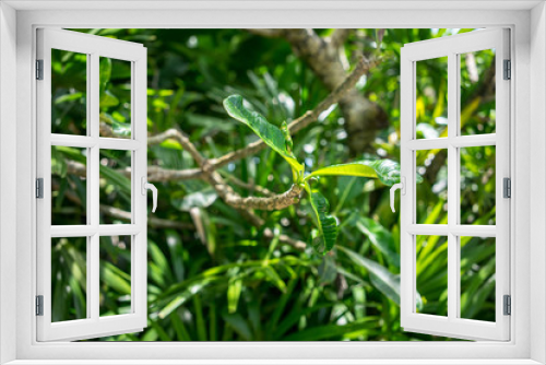 Fototapeta Naklejka Na Ścianę Okno 3D - green plant branch growing horizontal