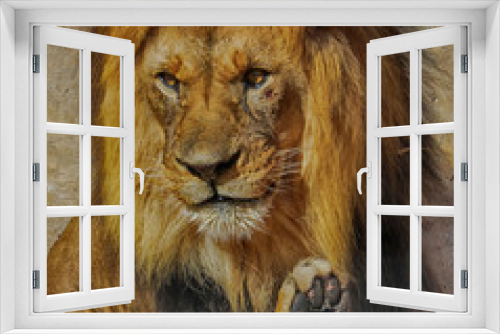 Fototapeta Naklejka Na Ścianę Okno 3D - Lion's Paw