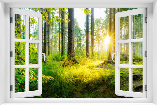 Fototapeta Naklejka Na Ścianę Okno 3D - Beautiful forest panorama with bright sun shining through the trees