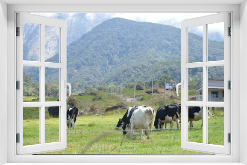 Fototapeta Naklejka Na Ścianę Okno 3D - Desa Dairy Farm In Kundasang Sabah Malaysia