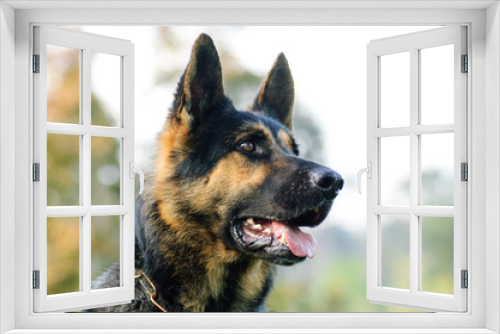 Fototapeta Naklejka Na Ścianę Okno 3D - German Shepherd dog outdoor portrait head shot