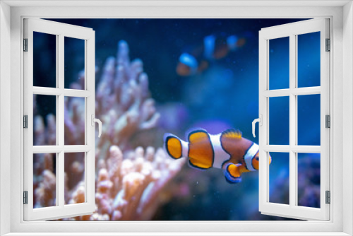 Fototapeta Naklejka Na Ścianę Okno 3D - clownfish