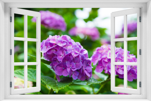 Fototapeta Naklejka Na Ścianę Okno 3D - 日本の紫陽花　あじさい寺の風景
