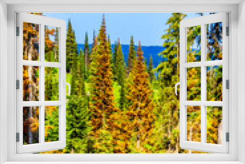 Fototapeta Naklejka Na Ścianę Okno 3D - Red, dying Pine Trees due to Pine Beetle attacks on Tod Mountain near the alpine village of Sun Peaks in the Shuswap Highlands of the central Okanagen in British Columbia, Canada