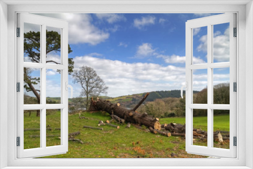 Fototapeta Naklejka Na Ścianę Okno 3D - Cut down tree scenery