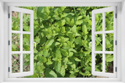 Fototapeta Naklejka Na Ścianę Okno 3D - Fresh Mint Leaves In Garden  Morning View