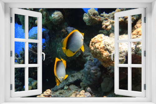 Fototapeta Naklejka Na Ścianę Okno 3D - fish, underwater, coral, 