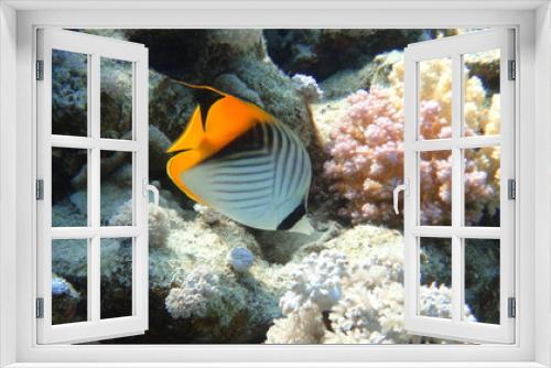 Fototapeta Naklejka Na Ścianę Okno 3D - fish, underwater, coral, 