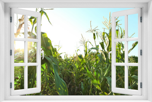 Fototapeta Naklejka Na Ścianę Okno 3D - Corn growing in field on summer day