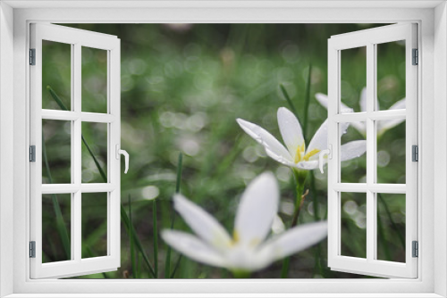 Fototapeta Naklejka Na Ścianę Okno 3D - fairy lily in rain bokeh bright 