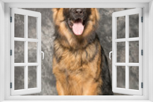 Fototapeta Naklejka Na Ścianę Okno 3D - Deutscher Schäferhund 2