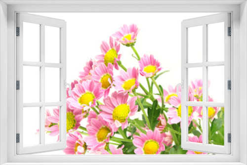 Fototapeta Naklejka Na Ścianę Okno 3D - Isolated Zinnia Flower on white background