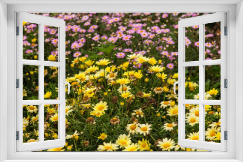 Fototapeta Naklejka Na Ścianę Okno 3D - Beautiful white Narrowleaf Zinnia or Classic Zinnia flowers