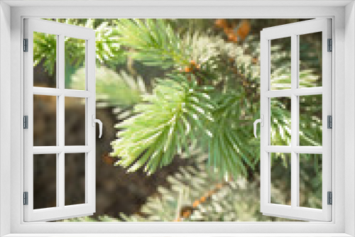 Fototapeta Naklejka Na Ścianę Okno 3D - Young blue fir