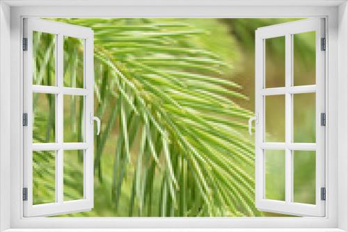 Fototapeta Naklejka Na Ścianę Okno 3D - Young green fir